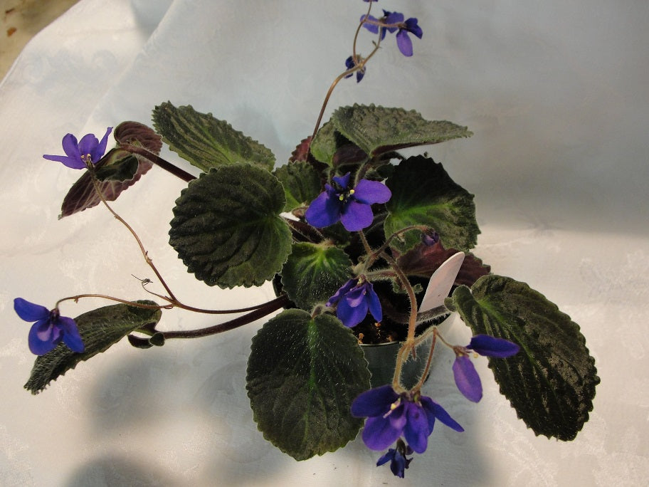 Blue Tail Fly - African Violet