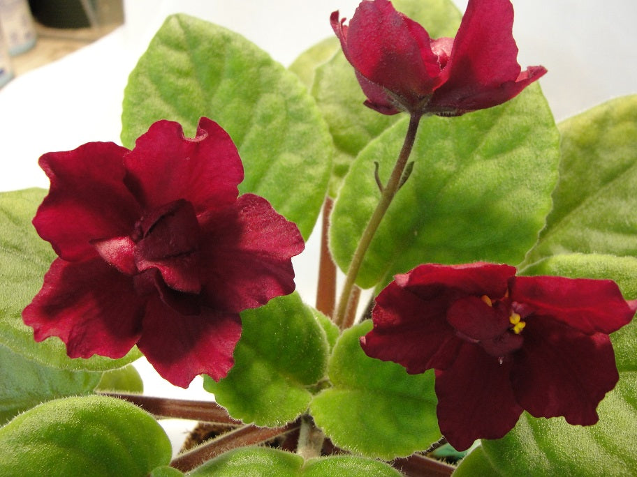 Bull Fight (EK-Boi Bykov) - African Violet