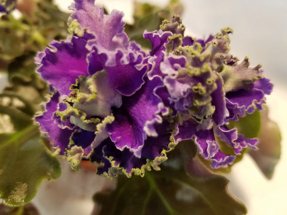 Cajun's Royal Knockout- African Violet