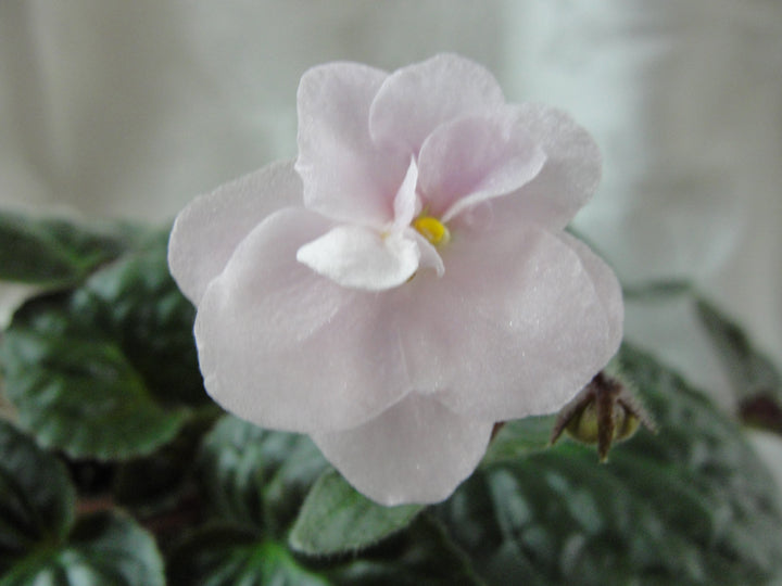 Chanticleer - African Violet