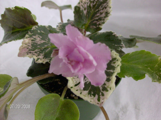 Cherokee Trail - African Violet