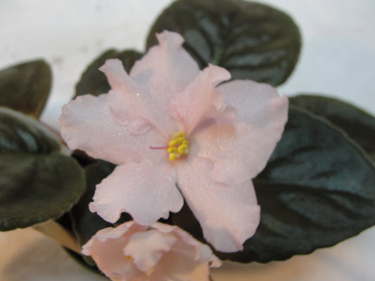 China Pink - African Violet