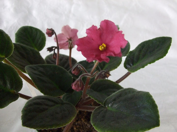 Coral Kiss - African Violet