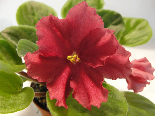 Coral Sunset - African Violet