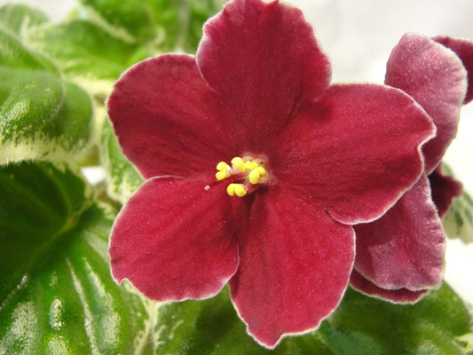 Decelles' Flamingo - African Violet