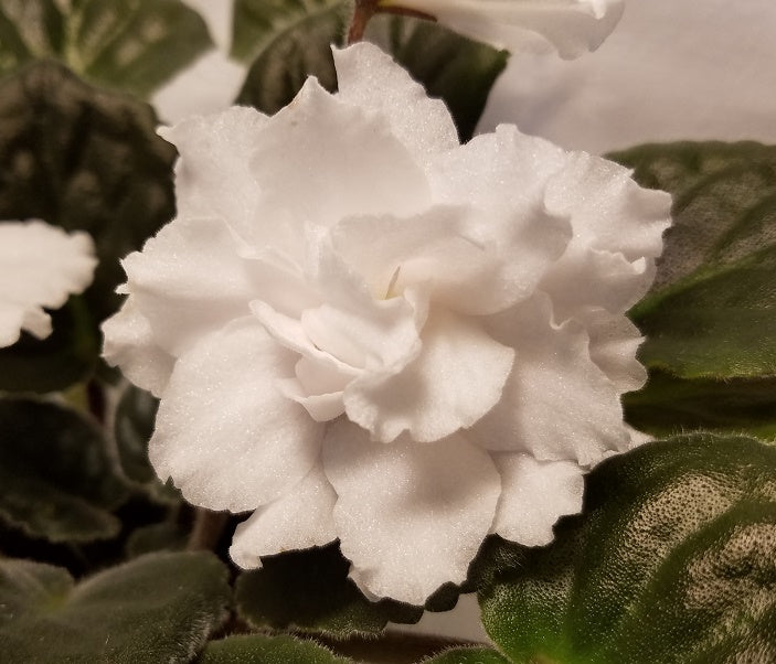 Donna's Avalanche - African Violet