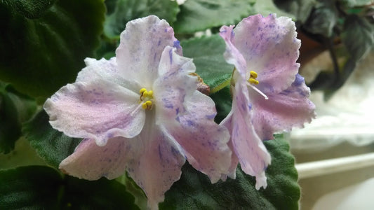 Donna's Confetti Cake - African Violet
