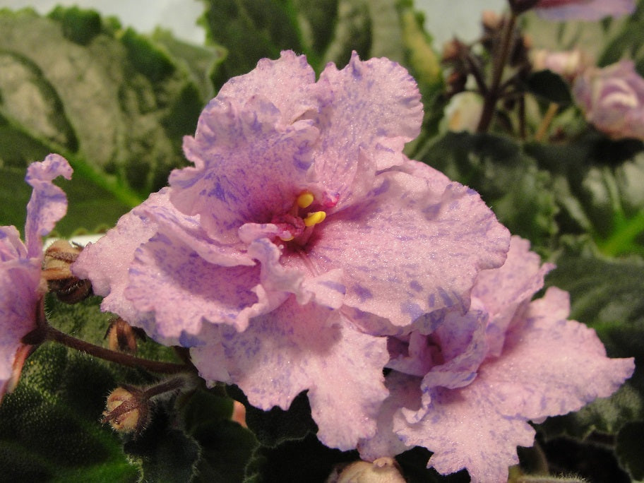 Donna's Crushed Amethyst- African Violet