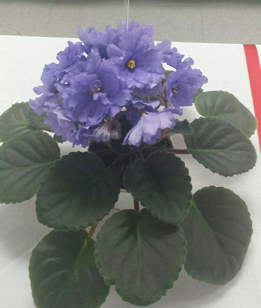 Donna's Drew Bear- African Violet