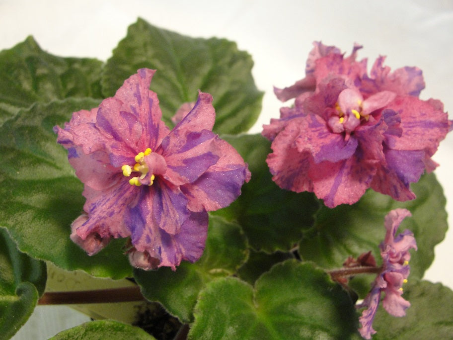 Donna's Kilauea- African Violet