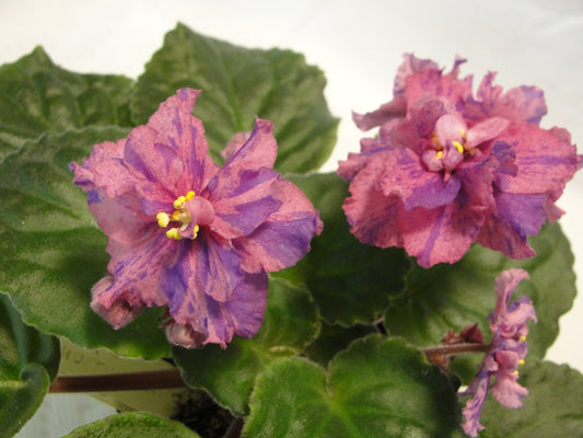 Donna's Kilauea- African Violet