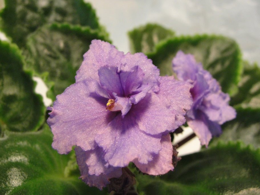 Donna's Stardust - African Violet