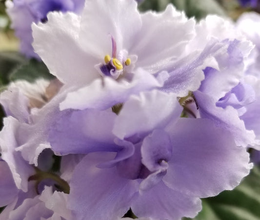 Donna's Twilight Snowfall- African Violet
