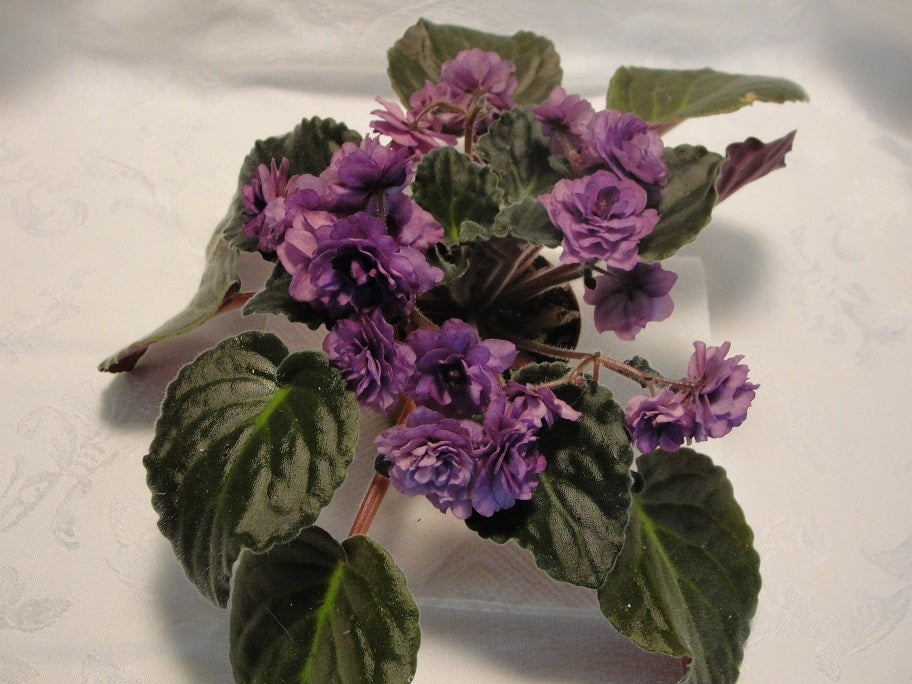 Double Black Cherry - African Violet