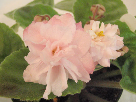 Dumplin' - African Violet