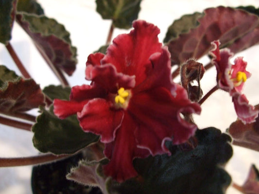 Emergency - African Violet