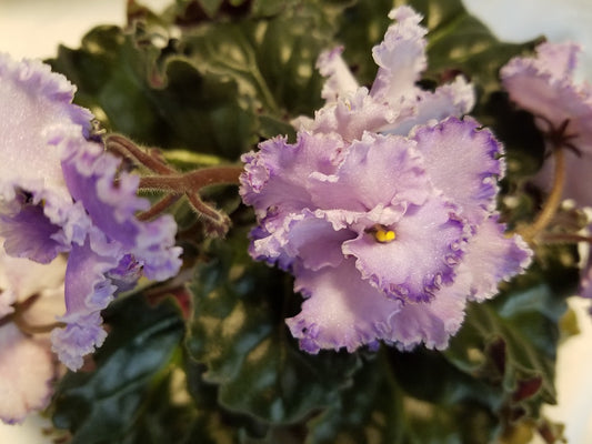 Emilie Savage - African Violet