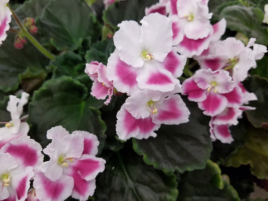 Ethel's Reflection- African Violet