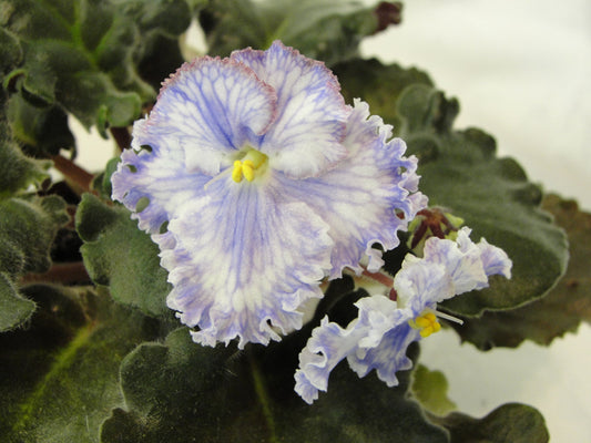Feather - African Violet