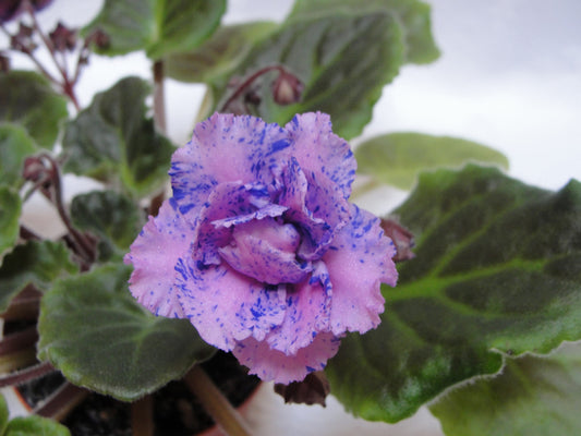 Forest Fantasy (Lesnaia Fantaziia) - African Violet