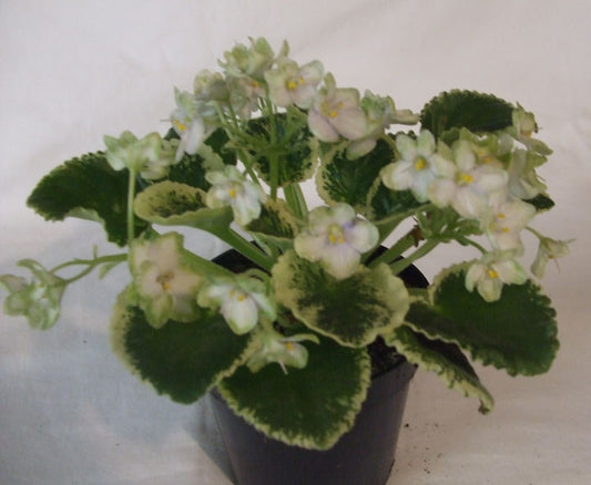 Frozen In Time - African Violet