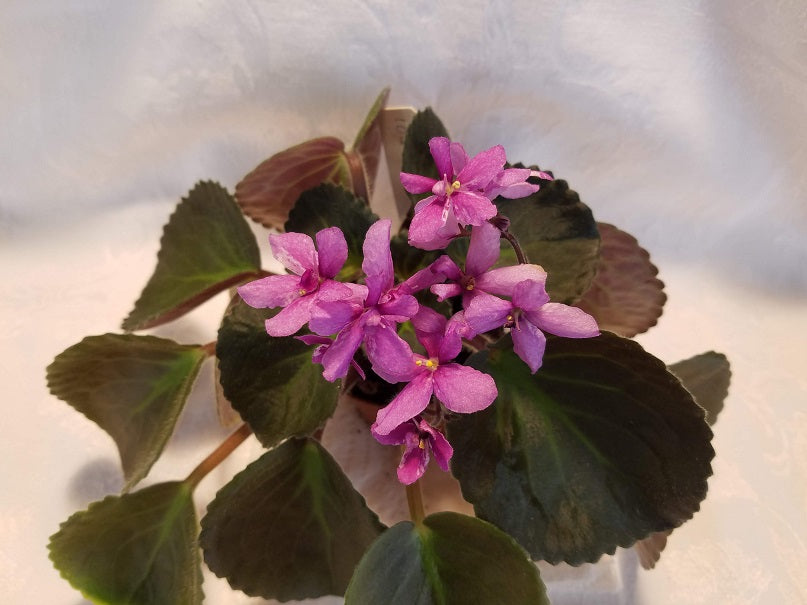 Gecko's Vespa Sensation - African Violet