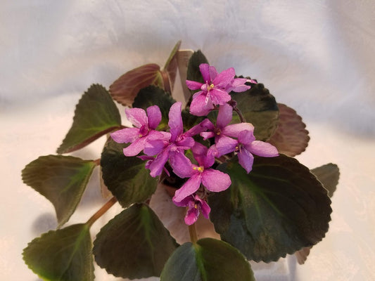 Gecko's Vespa Sensation - African Violet