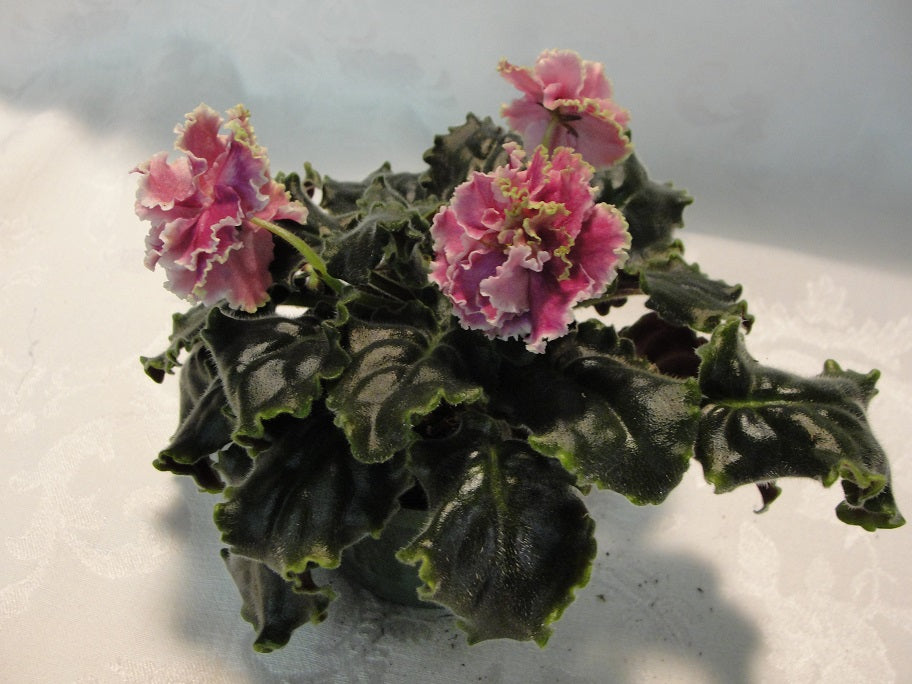 Gem Flower (Kamennyi Tsvetok) - African Violet