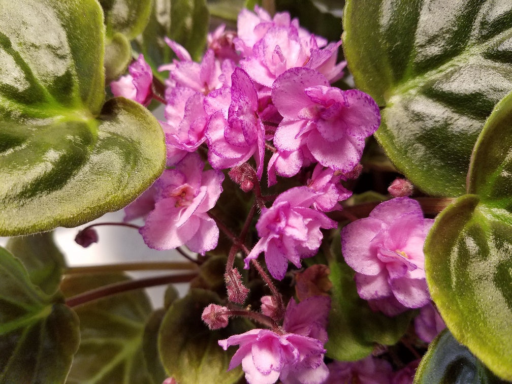 Glitter Fountain - African Violet