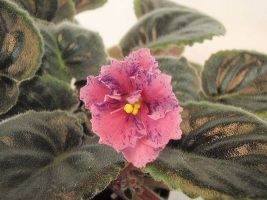 Grandma's Love - African Violet