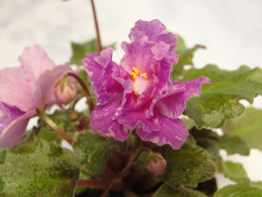Honeysuckle Rose - African Violet