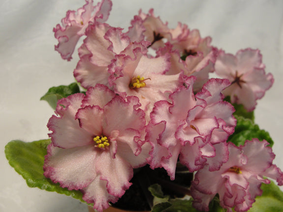 Ian-Minuet  - African Violet
