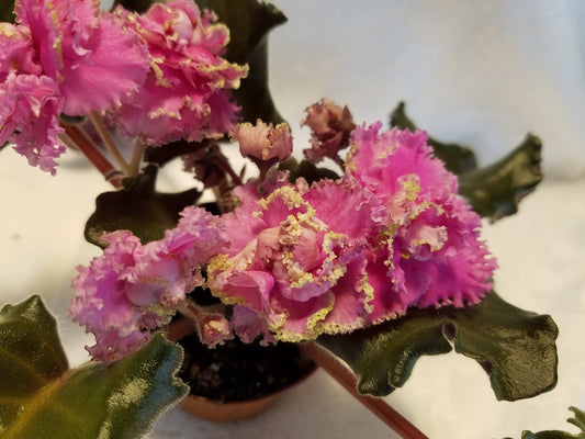 Irish Lassie - African Violet