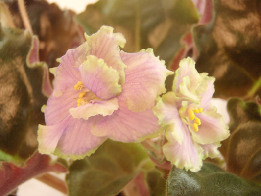 Irish Mint  - African Violet
