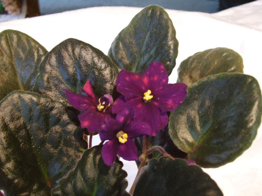Jean Pierre Croteau - African Violet