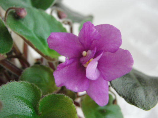 Jersey Rose Trail  - African Violet