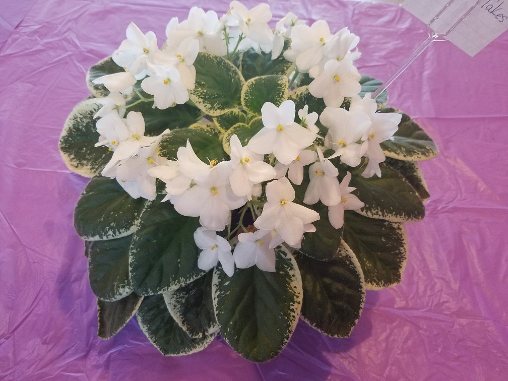 Jersey Snow Flakes - African Violet