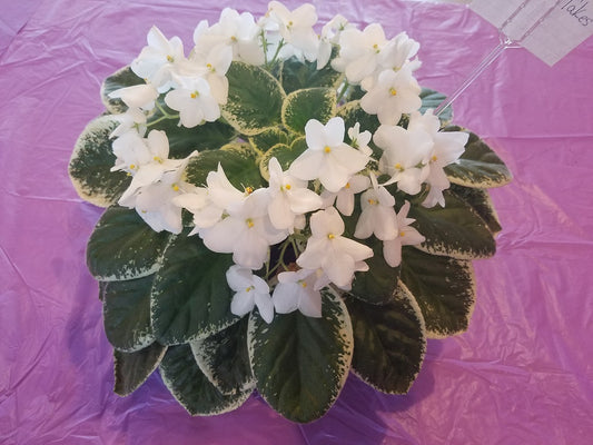 Jersey Snow Flakes - African Violet