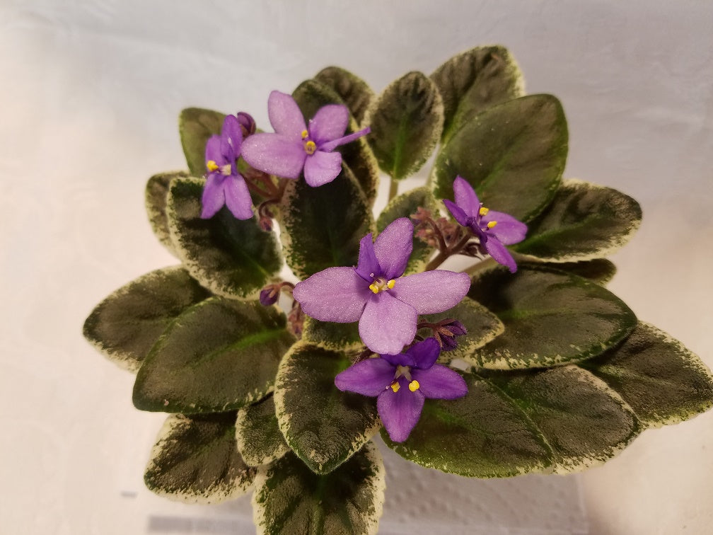 Jersey Sugar Plums - African Violet