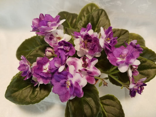 Joe Bob  - African Violet