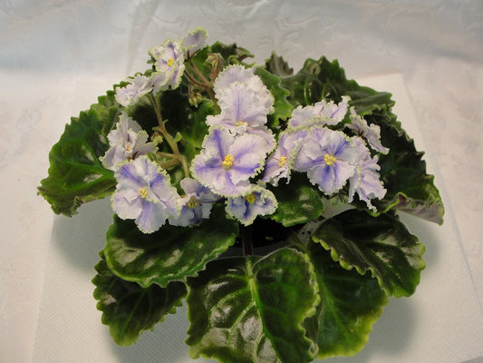 Kei-Yoki  - African Violet