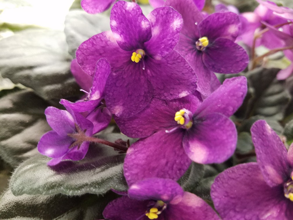 Kimono - African Violet