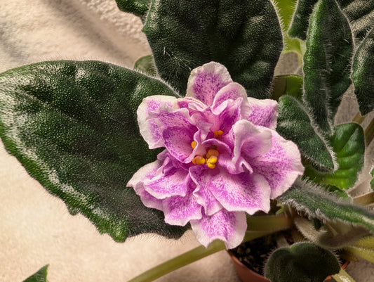 King's Ransom - African Violet
