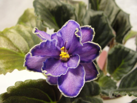 King's Treasure - African Violet