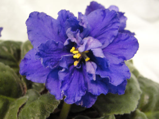 RS-Margaret- African Violet