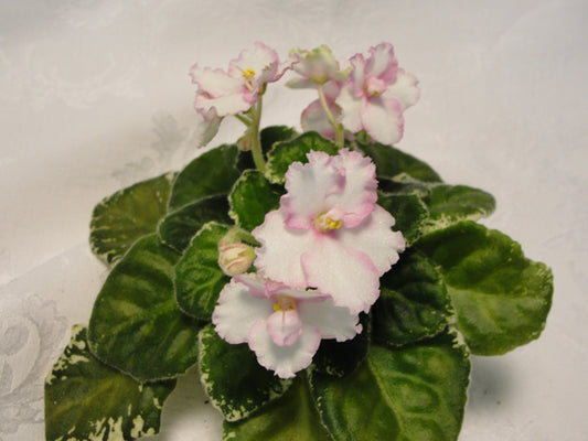 Lonestar Helen Mahr - African Violet