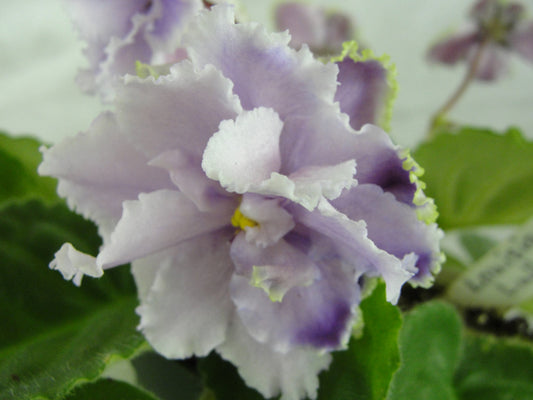 Louisiana Lullaby - African Violet
