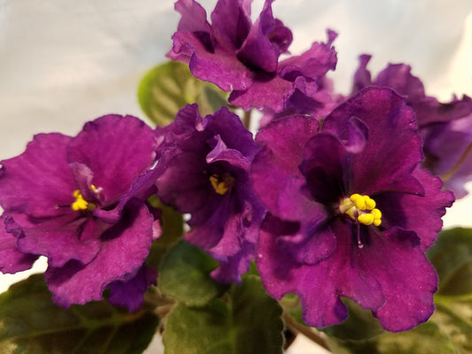 Lyon's Plum Pudding - African Violet