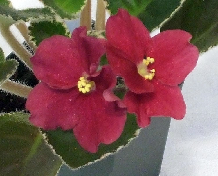 Ma's Crime Scene - African Violet