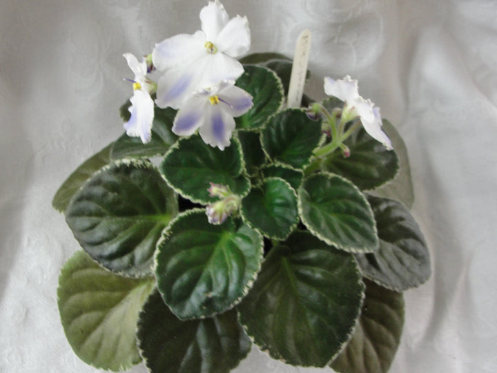 Ma's Secret Child - African Violet